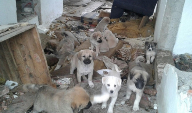 İzmir'de sokak hayvanlarına mama yardımı