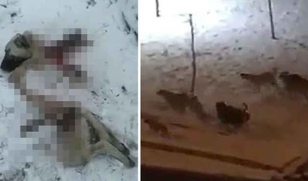 Kayseri'de liseliyi öldüren köpekler yine saldırdı