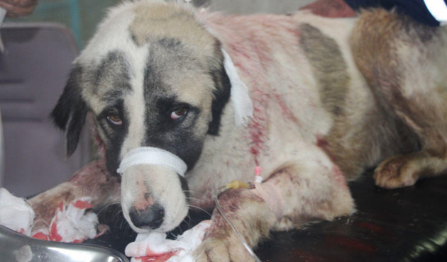 Gaziantep'te sokak köpeğini bu hale getirip parkta bıraktılar!