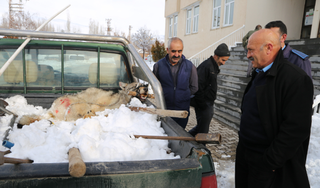 Köylüler yakaladı, kaymakamın talimatıyla doğaya bırakıldı!