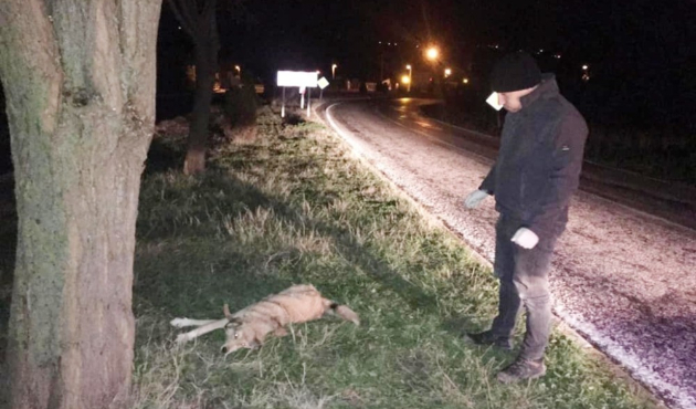 Balıkesir'de yaralı köpeğe zabıtadan yardım eli