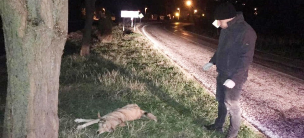 Balıkesir'de yaralı köpeğe zabıtadan yardım eli