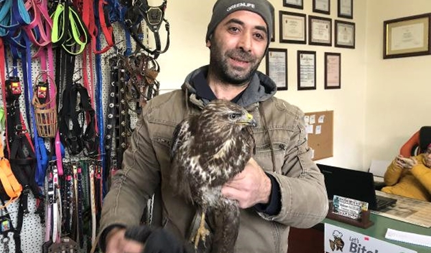 Bursa'da yaralı atmaca tedavi altına alındı