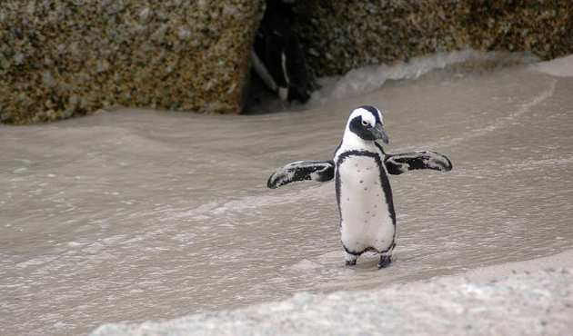 Binlerce penguen Güney Amerika'da mahsur kaldı!
