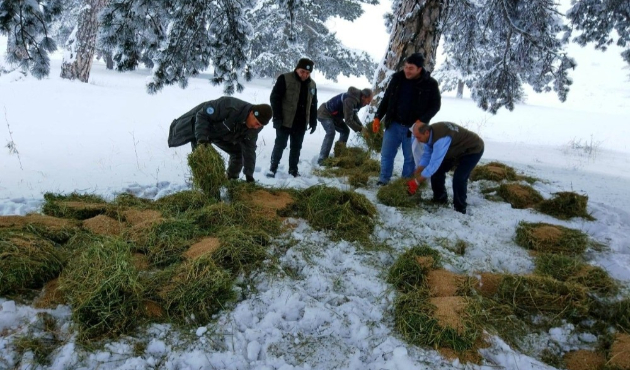 Kütahya’da yaban hayvanları için doğaya yem döküldü