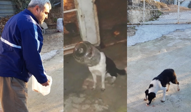 Sokak köpeği kafasını bidona sıkıştırdı...