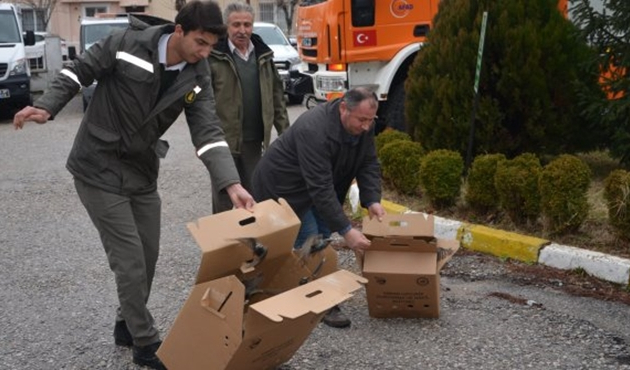 Kırklareli'de bitkin bulunan sığırcıklar, tedavi edildi