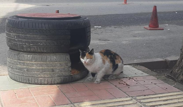 Otomobil lastiklerinden kedilere yuva yaptı...