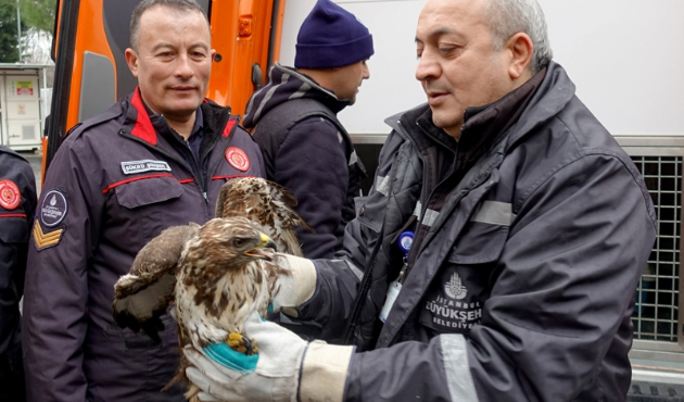Yaralı şahinin yardımına itfaiye koştu...
