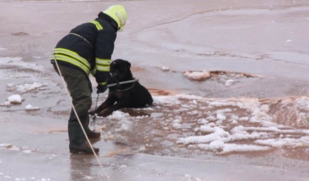 Sivas'ta mahsur kalan köpeği itfaiye ekipleri kurtardı