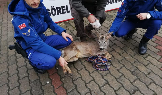 Giresun Jandarmadan yaralı karaca yavrusuna şefkat eli