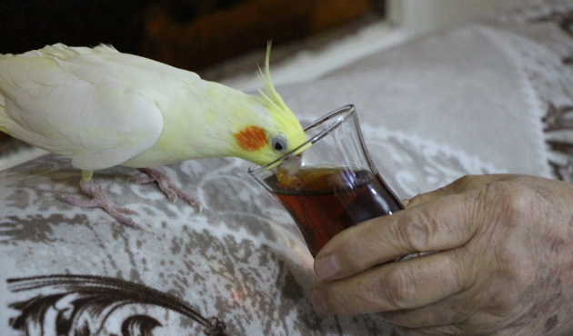 Çay tiryakisi papağan ‘Limon’