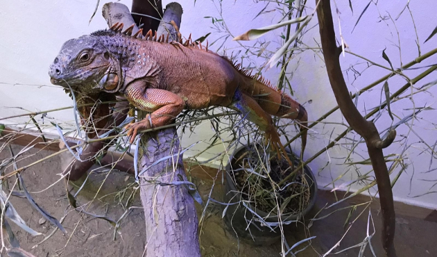 Tedavi edilen iguananın yeni evi Kocaeli oldu...