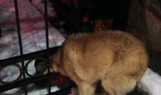 Bolu'da başı demir kapıya sıkışan köpeği itfaiye ekibi kurtardı