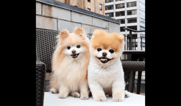 Dünyanın en sevimli köpeği kalp kırıklığından öldü!