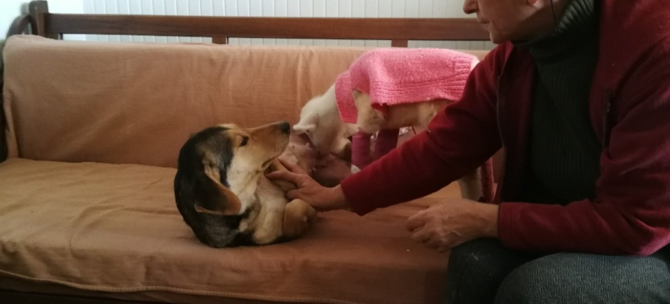Bursa'da bir köpek felçli kuzunun süt annesi oldu
