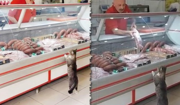 Kasaptan et isterken ünlenen kedi 'Yeşim' öldü...