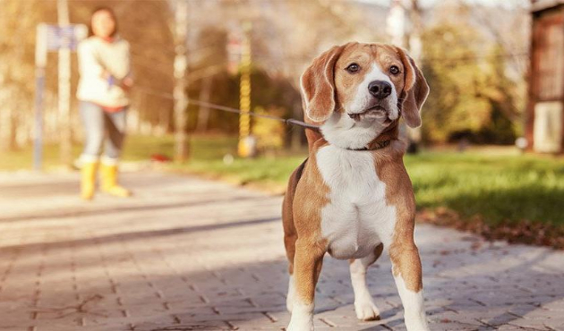 Bu kentte köpek gezdiren kırbaçlanabilir!