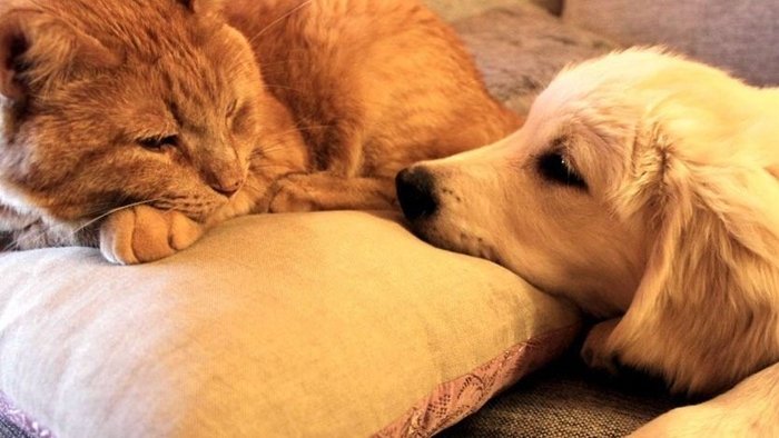Kedi ve köpeklerde kanser vakaları artıyor!