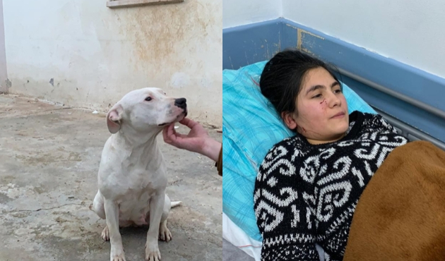 Pitbull okula giden öğrenciye saldırdı...