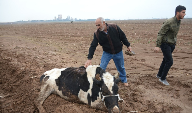 Adana'da vicdansız hırsızlar 3 ineği bıçakladı
