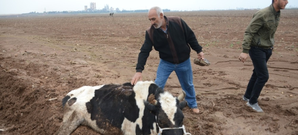 Adana'da vicdansız hırsızlar 3 ineği bıçakladı