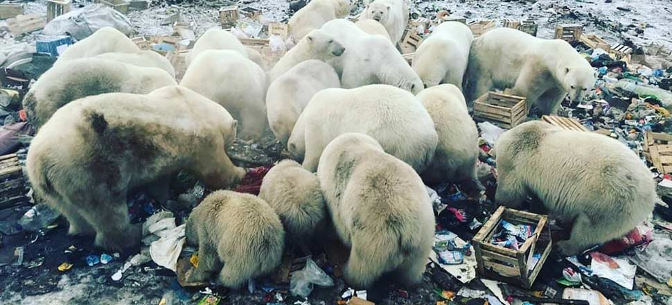 Rusya'da kutup ayıları şehre indi