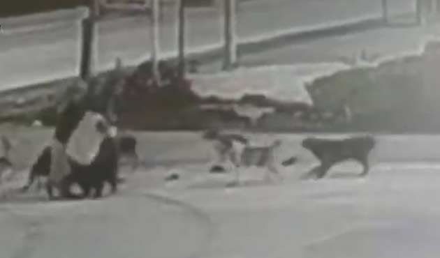 Sokak köpekleri yolda yürüyen 3 kadına saldırdı