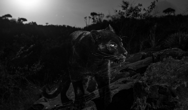 'Kara panter' 110 yıl sonra ilk kez ortaya çıktı!