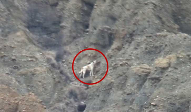 Çankırı'da kanyona düşen köpek 5 gündür kurtarılmayı bekliyor...