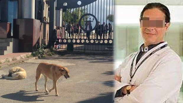 Profesör önüne gelen köpeği bıçakladı