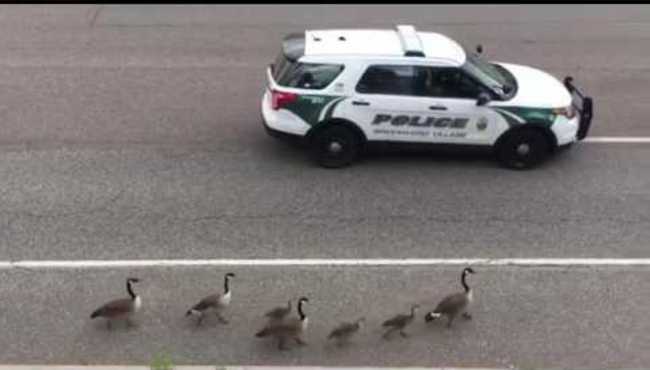 Güvenli bir şekilde ait oldukları yere dönmeleri için kazlara eşlik eden trafik polisi...