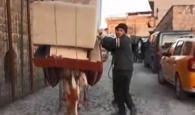 Şoke eden görüntülerin ardından o eşeğin sahibi konuştu!