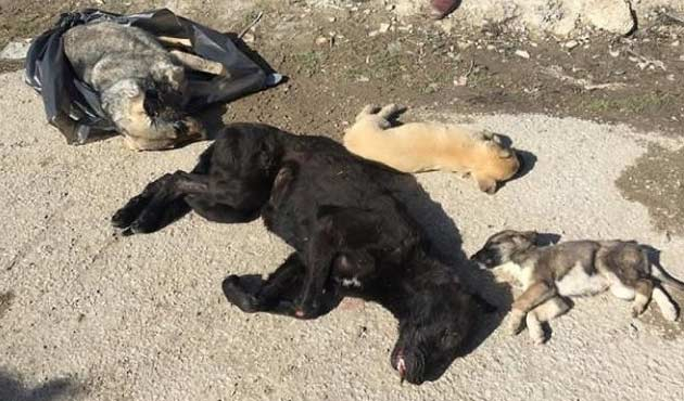 Ankara Keçiören'de köpek katliamı