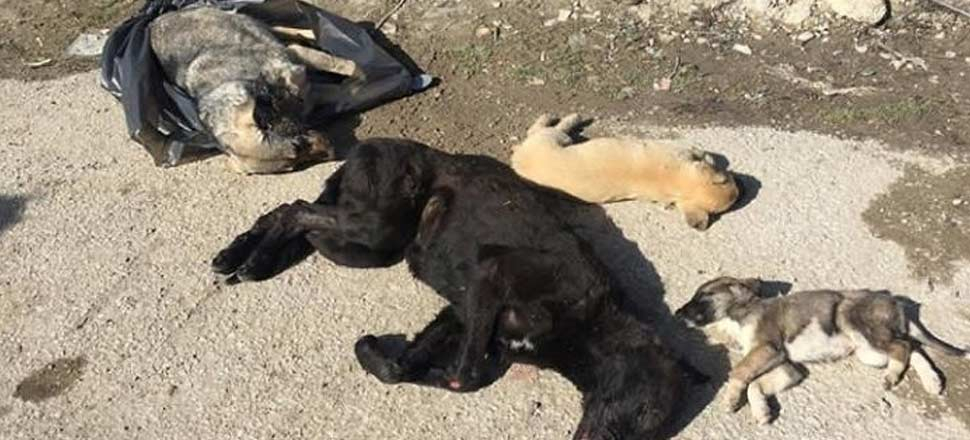 Ankara Keçiören'de köpek katliamı