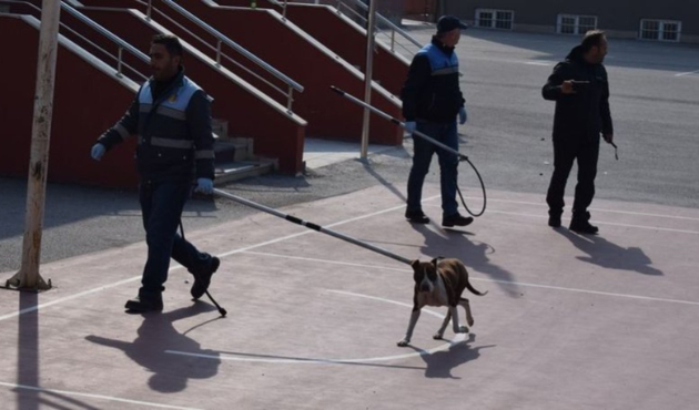Çorum'da pitbull dehşeti! Görüntüler ortaya çıktı!