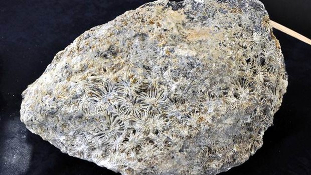 İnanılmaz keşif! Toroslar'da 15 milyon yıllık deniz fosilleri bulundu