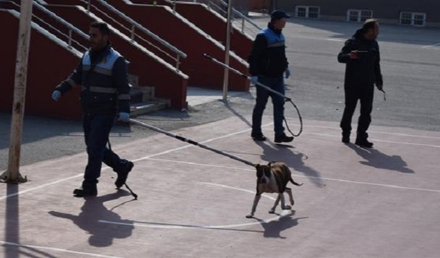 Okulda pitbull dehşeti!