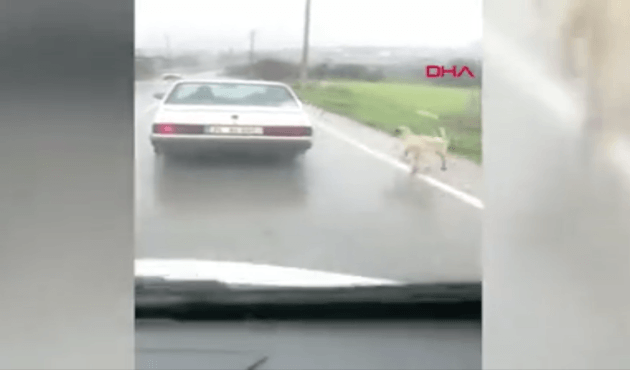 Köpeğini otomobile bağlayıp kilometrelerce koşturdu!