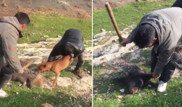 Kirpiyi öldüren o caniler yakalandı...
