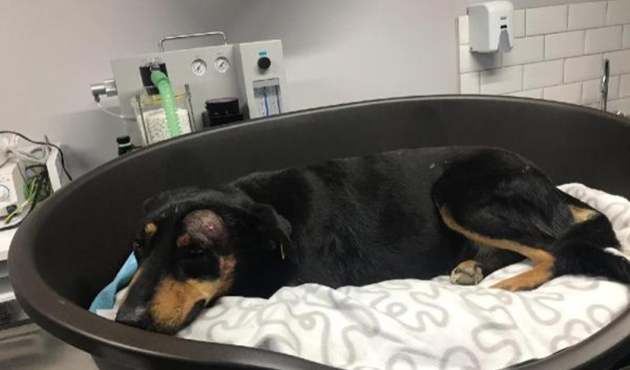 Havlama sesinden rahatsız olduğu köpeği vurdu!