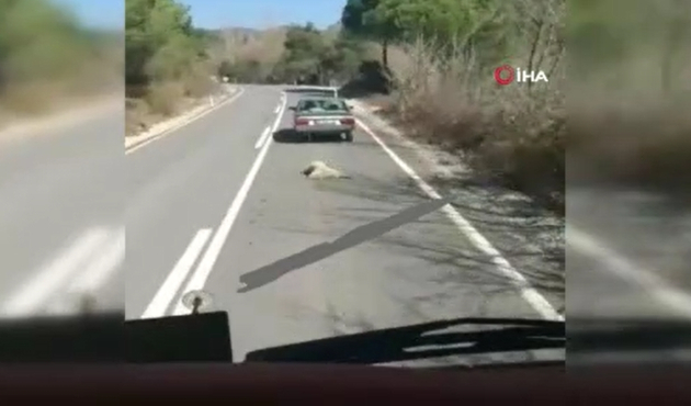 Köpeği araca bağlayıp yolda sürükledi...