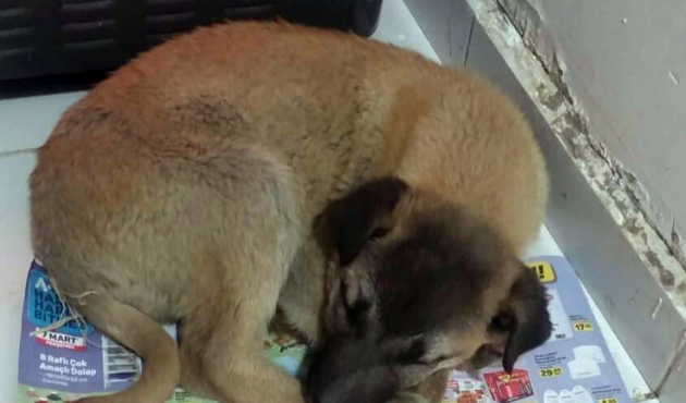 Van'da yavru köpeği duyarlı esnaf kurtardı