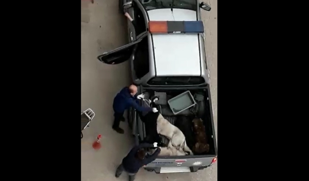 Erdek Belediyesi sokak hayvanlarını çöp gibi topluyor...