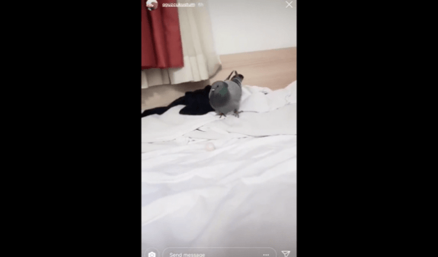 Yağmurdan kaçarak odaya giren güvercin yumurta bıraktı!