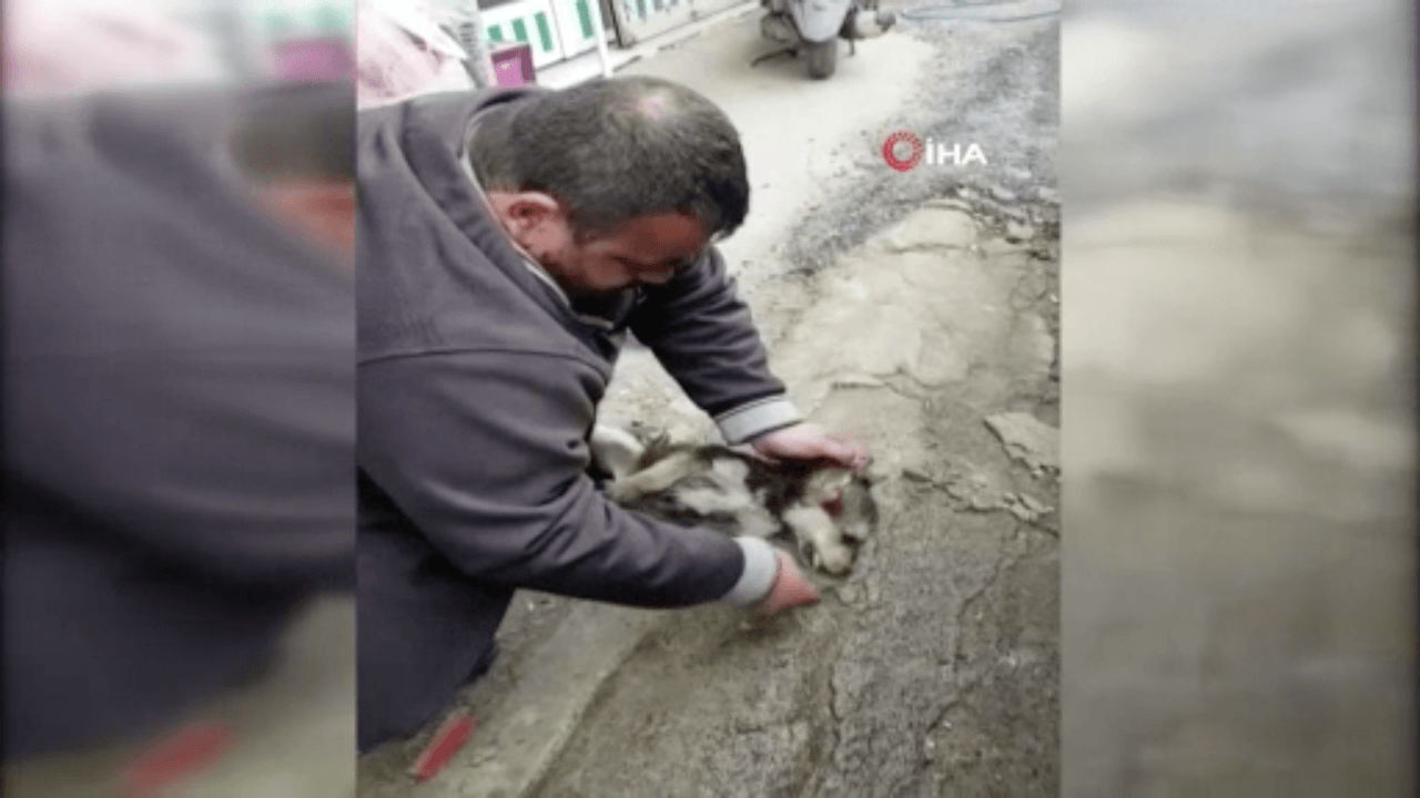 Köpeği kalp masajı ve suni teneffüs ile hayata döndürdü!