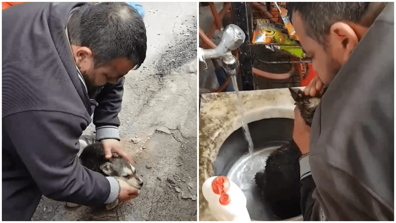 Boğulan köpeğe hayat öpücüğü!