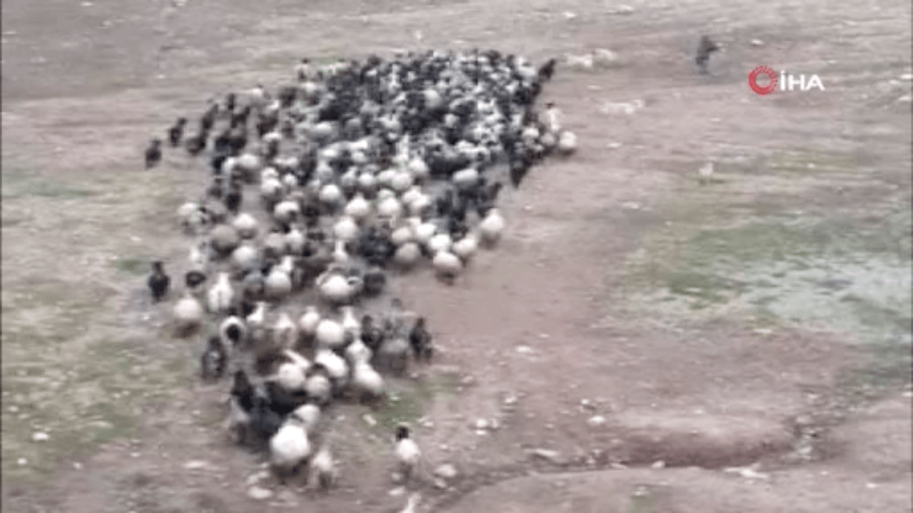 Siirt’te aç kalan köpek sürüye saldırdı!