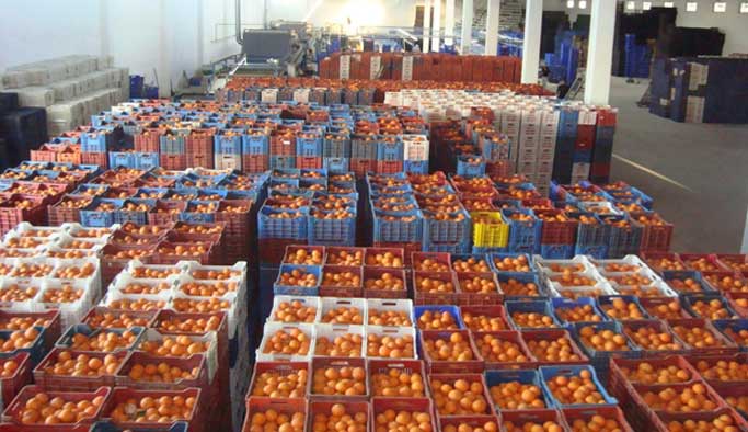 Rusya 5 meyvede yasağı kaldırdı: Domatese hala vize yok