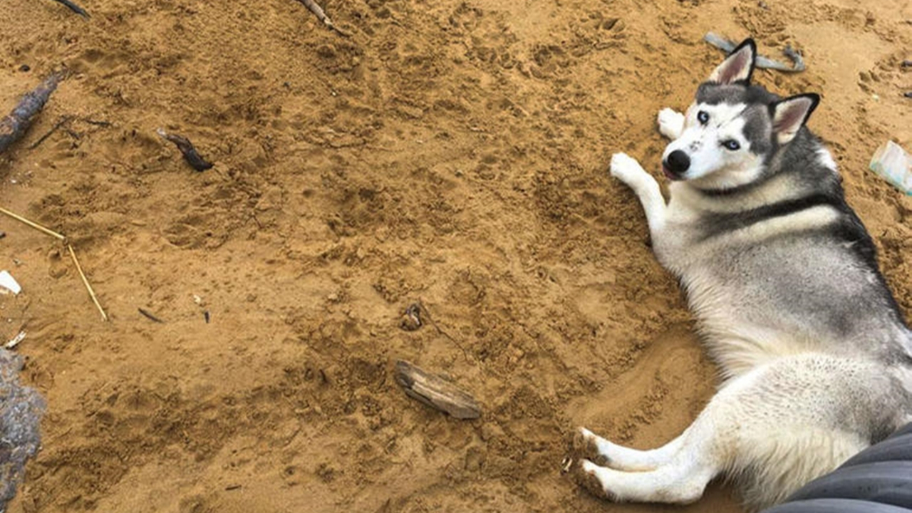 Önce kızına sonra köpeğe tecavüz etti! İşte cezası